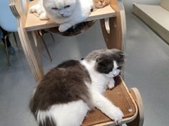 -飞行喵MR PILOT|猫舍·猫咖(静安大融城店)