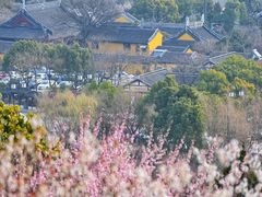-香雪海