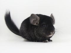 -龙猫仔乐园(惠福东路店)