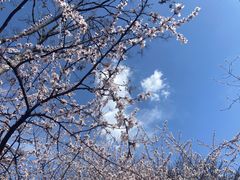 -桃花堤公园