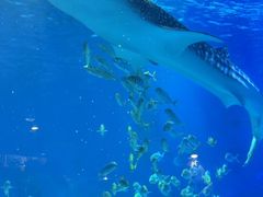 -烟台海昌鲸鲨海洋公园