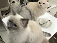 -喵的天空名猫咖啡馆·撸猫·猫舍·用品