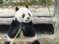 -上海野生动物园