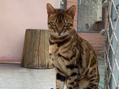 -喵屿·大理花园猫咖