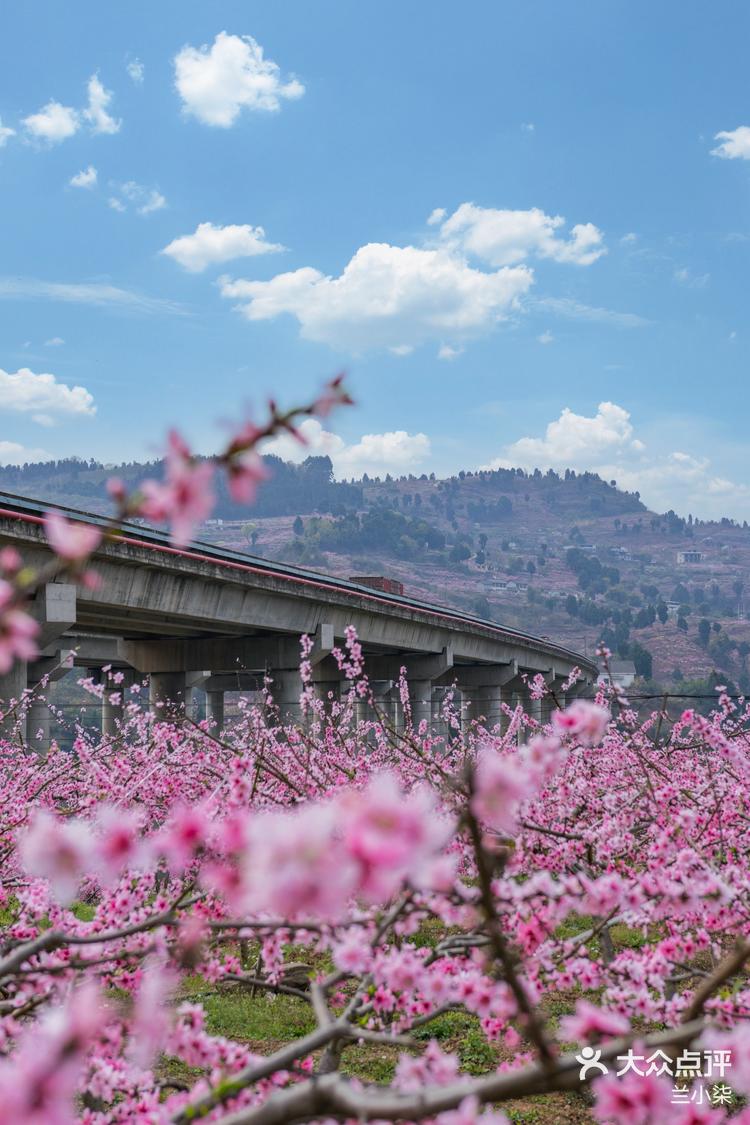 成都龙泉桃花图片