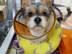 -爱诺耐芙动物医院(万博店)