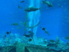 -亚特兰蒂斯•OSSIANO奥西亚诺海底餐厅