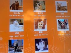 -啵啵喵·猫咖(攀华国际店)