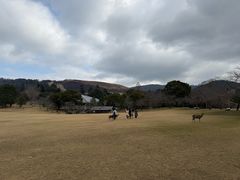 -奈良公园