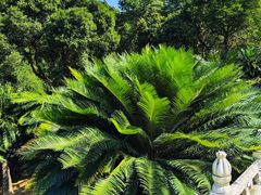 -深圳仙湖植物园