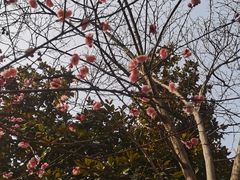 -大蜀山国家森林公园