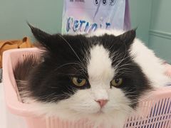 -安格丽娜·狗咖·猫咖羊驼咖(春熙路百盛商场店)