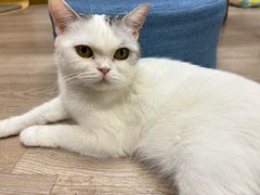-柴迷FANS CLUB·柴犬狗咖·猫咖