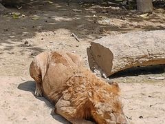 -常州淹城野生动物世界