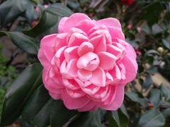 -金花茶公园