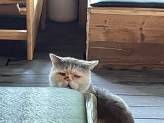 -素乐餐厅
