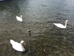 -海德公园