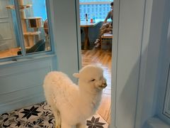 -遇见羊驼·奶狗咖·布偶猫咖·法斗柯基柴犬阿拉斯加(春熙路太古里IFS店)