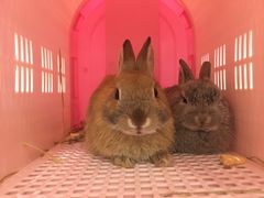 -瑞派·关忠动物医院·异宠专科·犬猫肿瘤·皮肤专科(望京店)