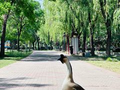 -洛阳市隋唐城遗址植物园