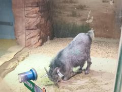 -正佳雨林生态植物园