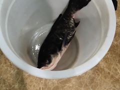 -白洋淀灶台鱼(名佳花园店)