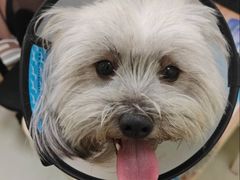 -瑞鹏宠物医院·宠保定点·心脏科·内科(御桥分院)