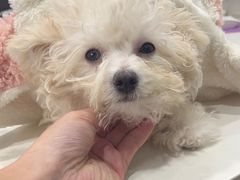 -瑞派动物医院·绝育·犬猫全科·预防医学(光景江南中店)