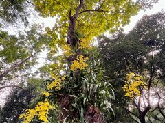 -广州兰圃