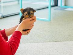 -萌宠之家·腊肠犬·马尔泰·小体犬舍