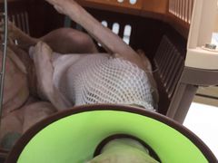 -瑞派宠物医院·24h·骨外科·皮肤科·全科宠物医疗转诊中心(沈阳浑南院)