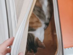 -创凡宠物医院·骨专科  猫科中心(西乡分院)