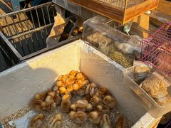 -哈尔滨道外花鸟鱼市场