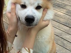 -喜柴咖啡·柴犬狗咖