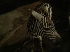 -清迈夜间动物园