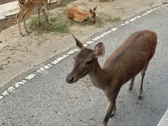 -清迈夜间动物园