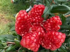 -水果地带(中航国际店)