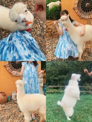 -花漾摄影优选工作室(东莞原创作品店)