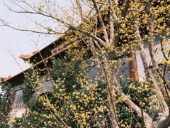 -高旻寺