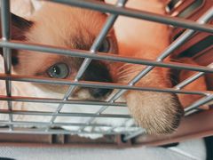 -爱侣宠医·鹦鹉专科·小型哺乳类·异宠专科(灵石路店)