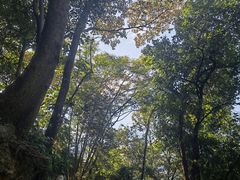 -黄埔油麻山森林公园