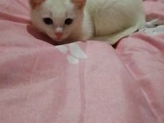 -暖阳宠物医院·犬猫康复中心·骨科
