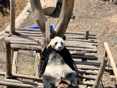 -沈阳森林动物园