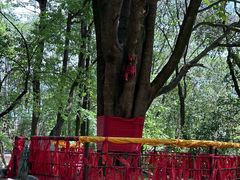 -蝴蝶泉公园