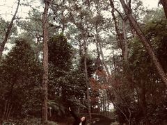 -铁山坪森林公园