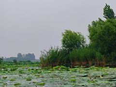 -白洋淀景区
