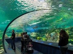 -瑞普利水族馆