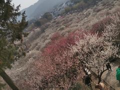 -香雪海