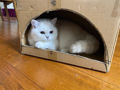 -喵zoo家庭繁育猫舍(尖东智能花园店)