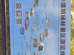 -金塔沙漠胡杨林景区